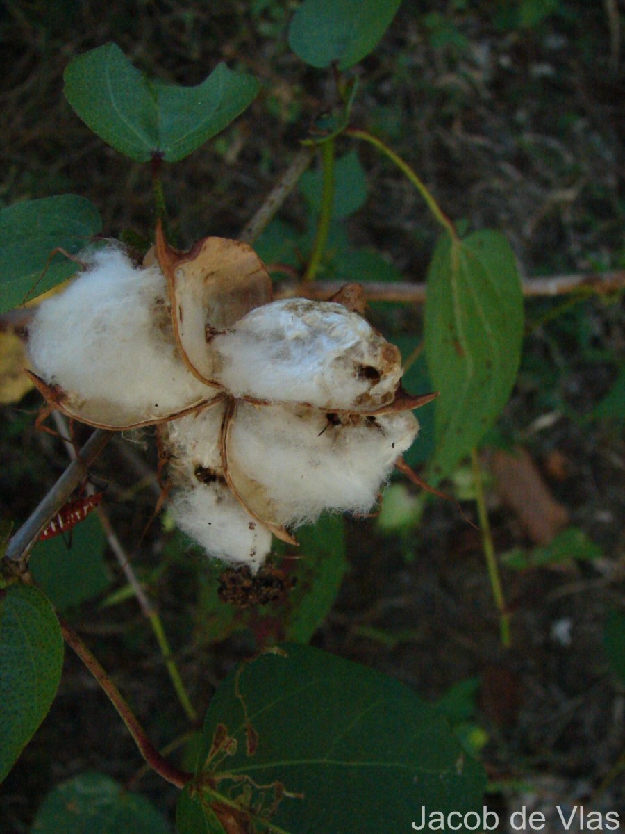 Gossypium hirsutum L.